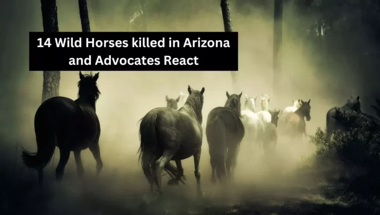 14 Wild Horses killed in Arizona and Advocates React