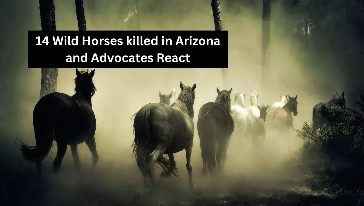 14 horses killed in arizona