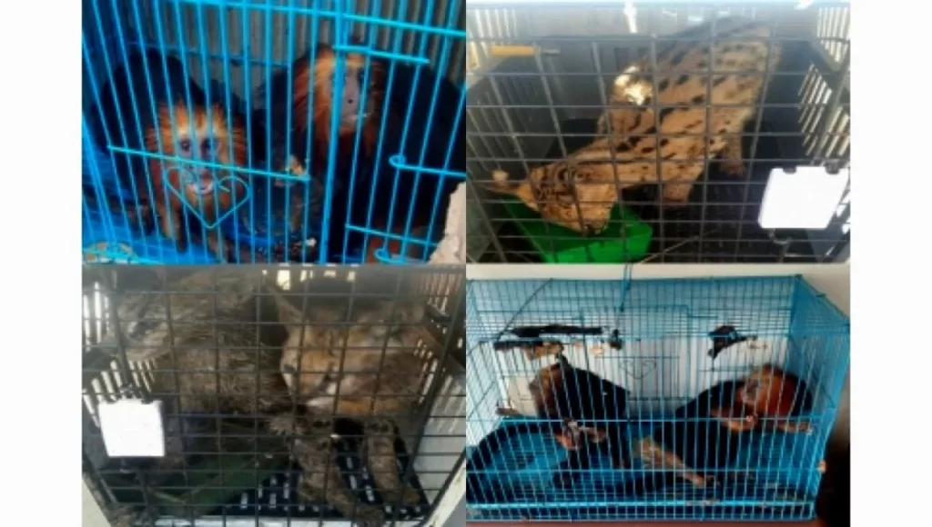 140 species of exotic animals were rescued in mizoram