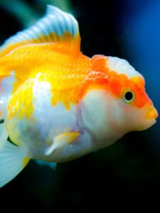 15 Popular Types of Golfish