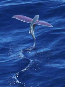 15 Unknown Flying Fish Facts