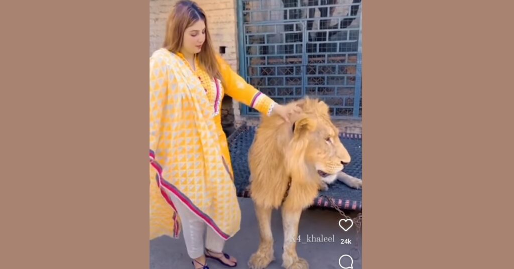 Viral Video: A Woman Chaining a Lion and Claiming It as Her Pet Animal