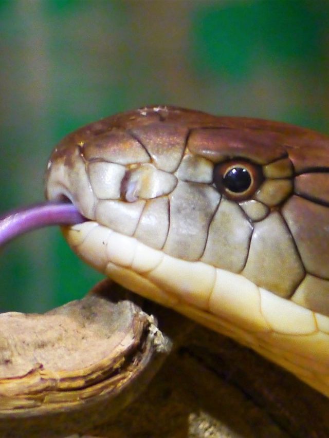 Why King Cobra name is “Snake Eater”?