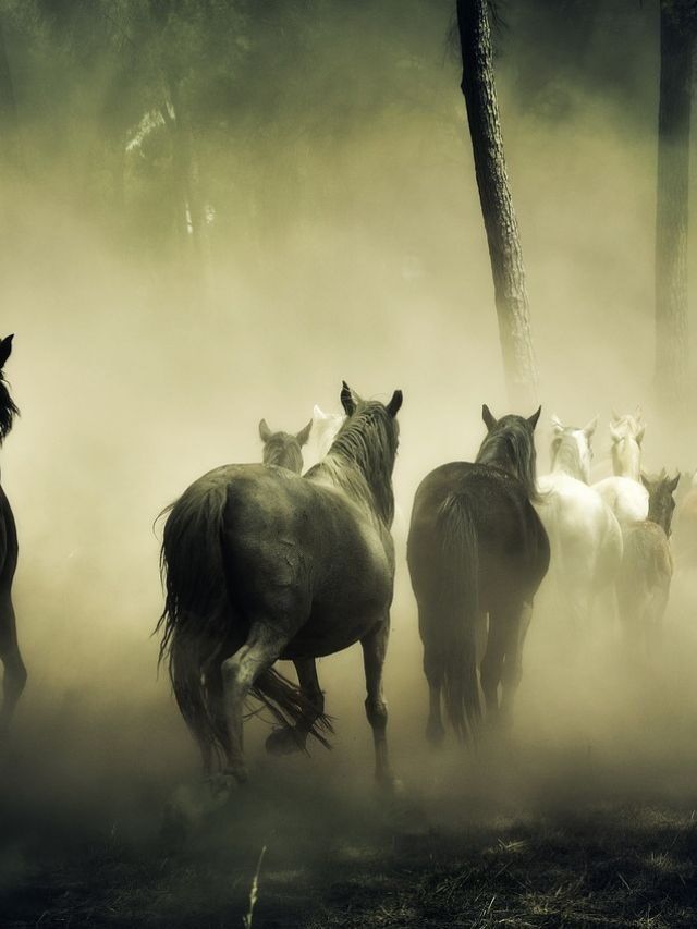 Advocates Response to 14 Horses Killed in Arizona