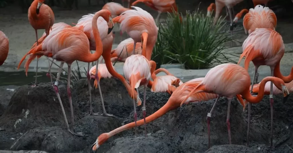 American Flamingo fun facts