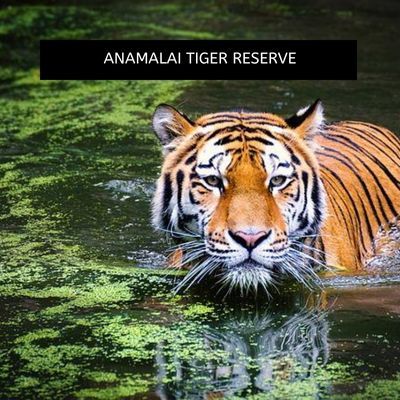 Anamalai Tiger Reserve