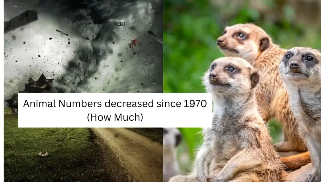 Animal Numbers decreased since 1970 (How Much)