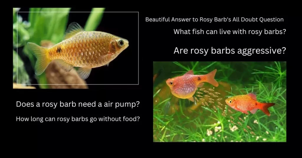 Beautiful Answer to Rosy Barbs All Doubt Question