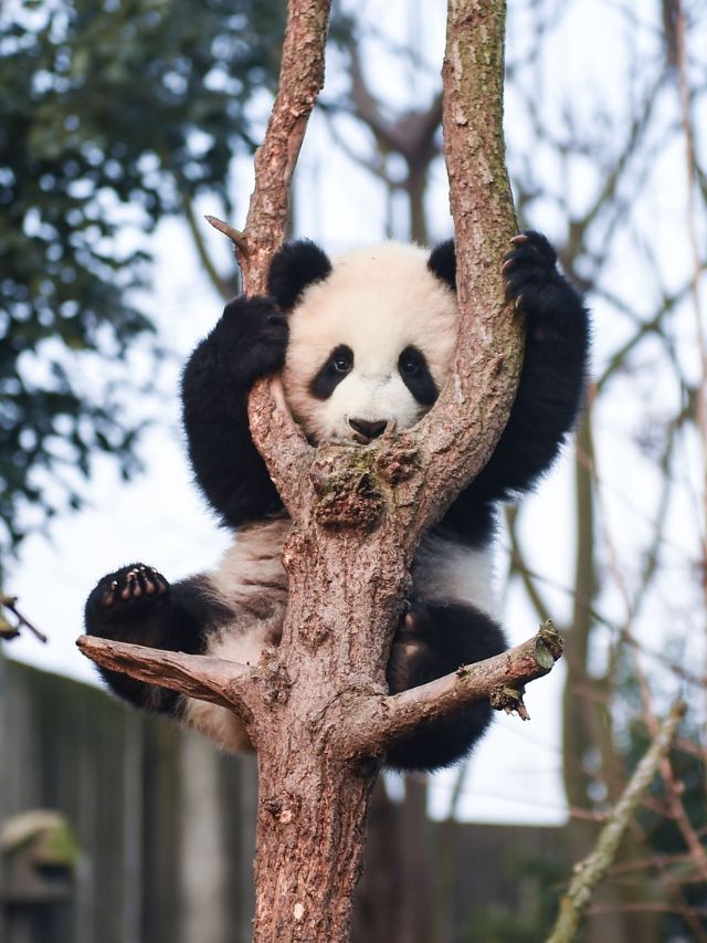 Cute panda trying swing, but fail
