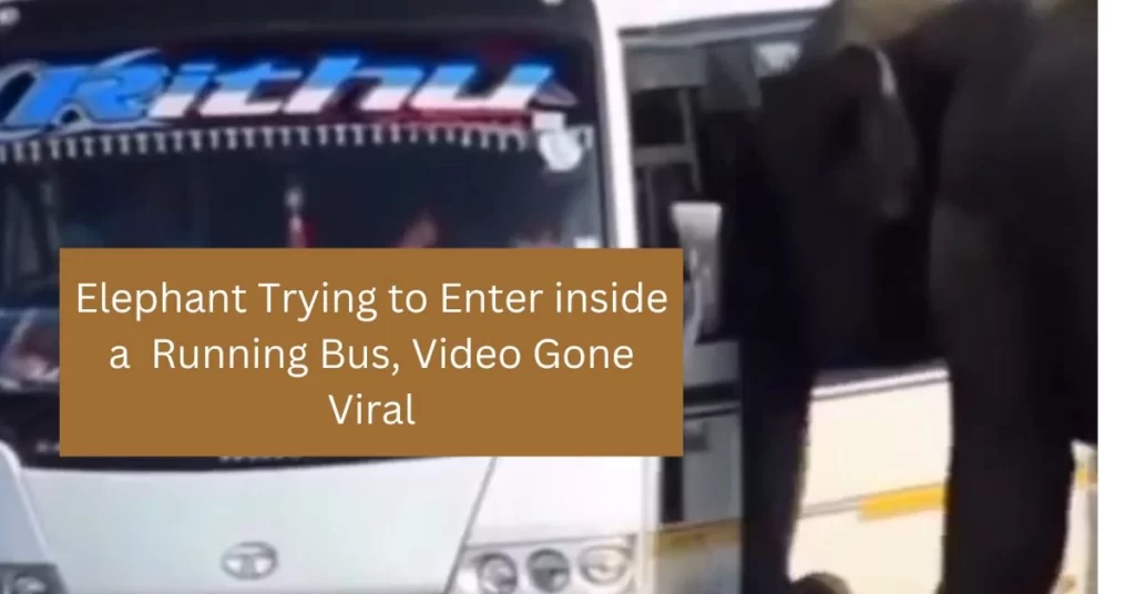 Elephant Trying to Enter inside a Running Bus