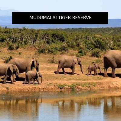 Mudumalai Tiger Reserve 