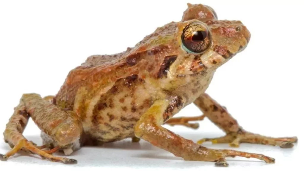 Scientist have Discovered Six New Rain Frog Species in Ecuador