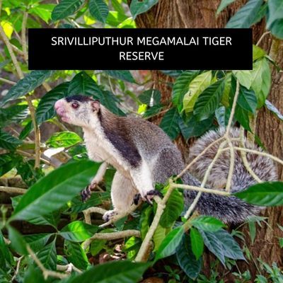 Srivilliputhur Megamalai Tiger Reserve