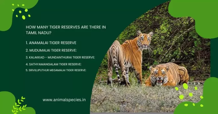 How Many Tiger Reserves Are There in Tamil Nadu?