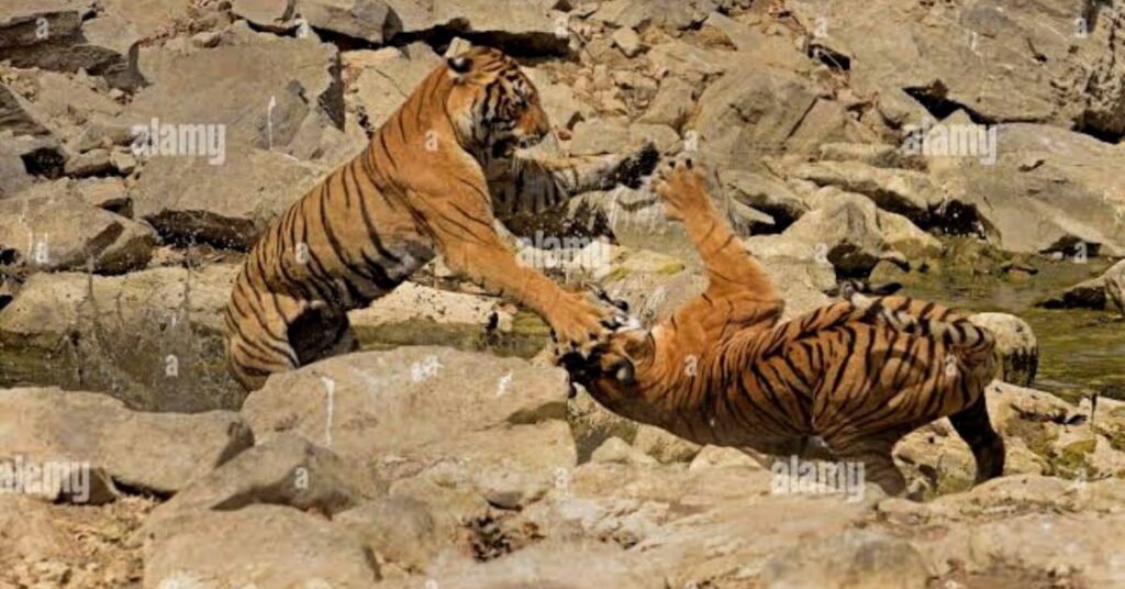 Two Royal Bengal tiger fighting together in Sunderban