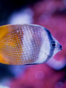 Where does the butterfly fish live?