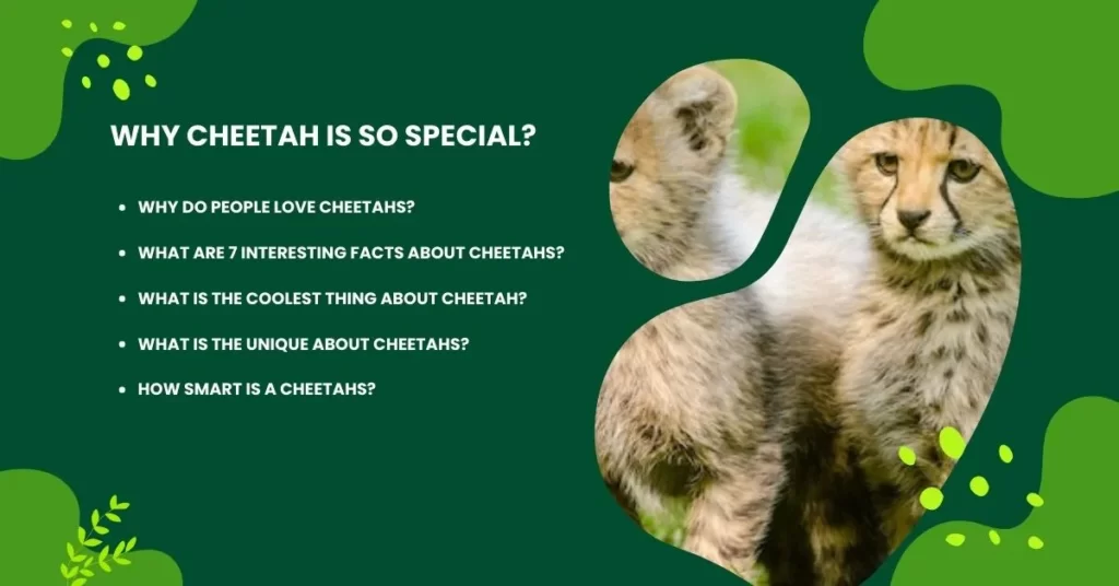 Why Cheetah is So Special