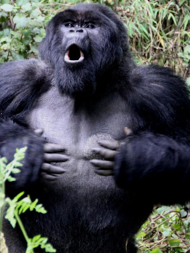 Why Do Gorillas Beat Their Chests?