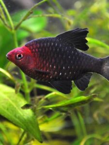 9 Beautiful Types of Barb Fish