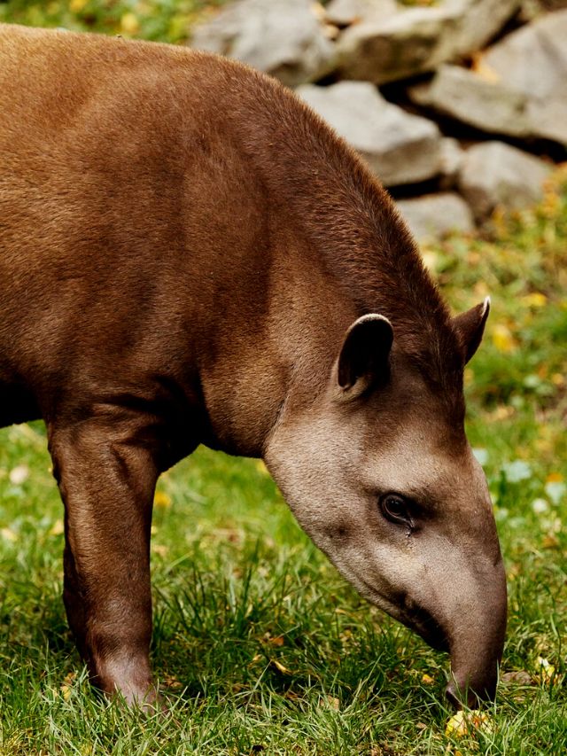 Mammals with Largest Noses