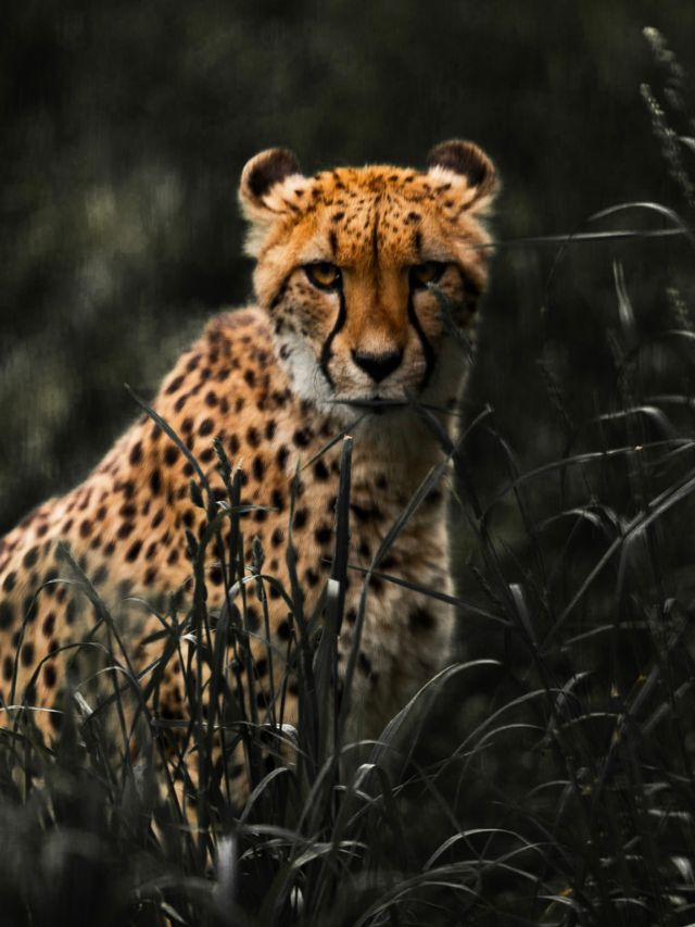 6 Fun Facts About Cheetah