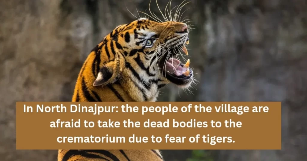 fear of tigers