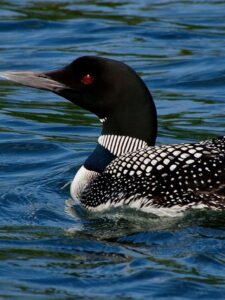 10 Awesome Birds Look Like Ducks