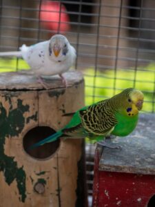 8 Facts for your Budgerigar