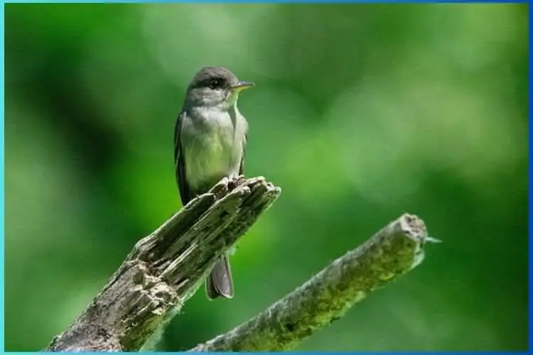 Black Phoebe