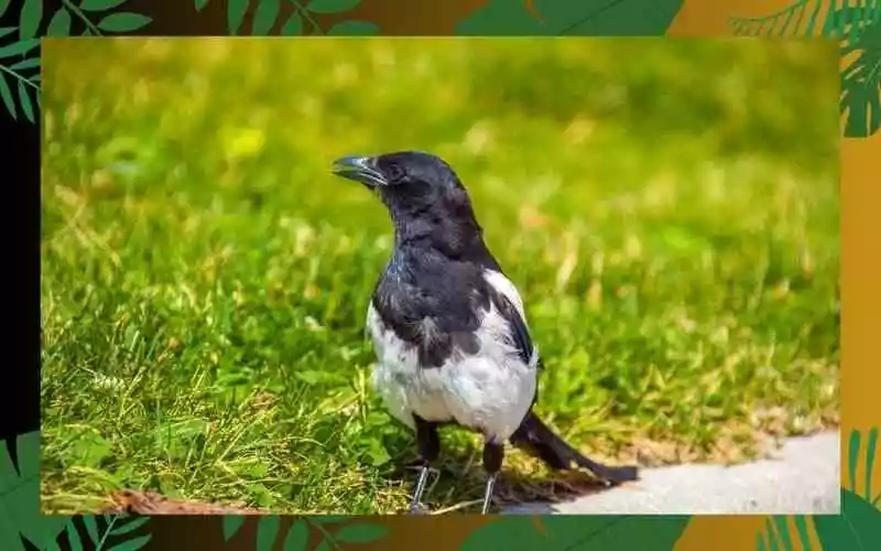 Black-billed Magpie