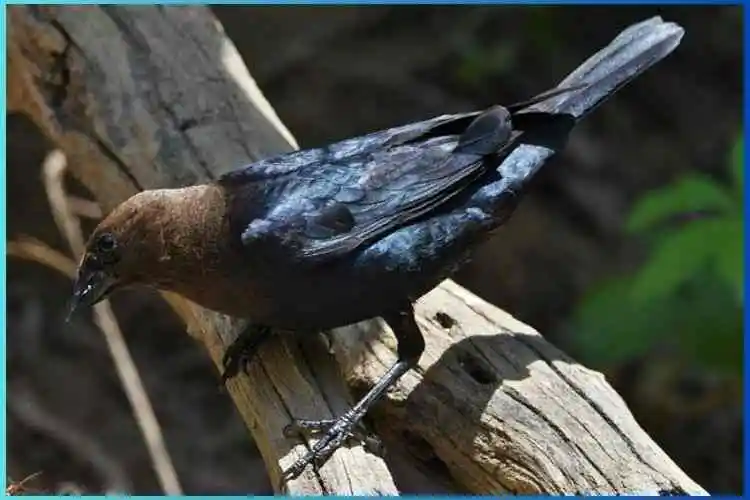 Bronze Cowbird