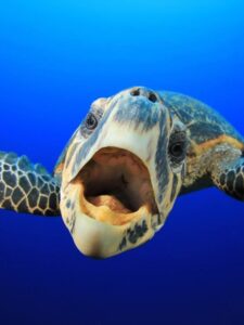 Do sea turtles have teeth?