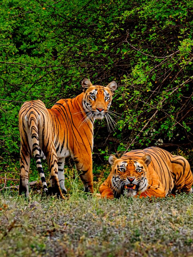 how-many-tiger-reserves-in-karnataka