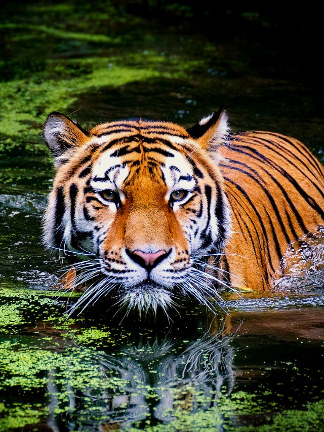 How Many Tiger Reserves in Tamil Nadu?