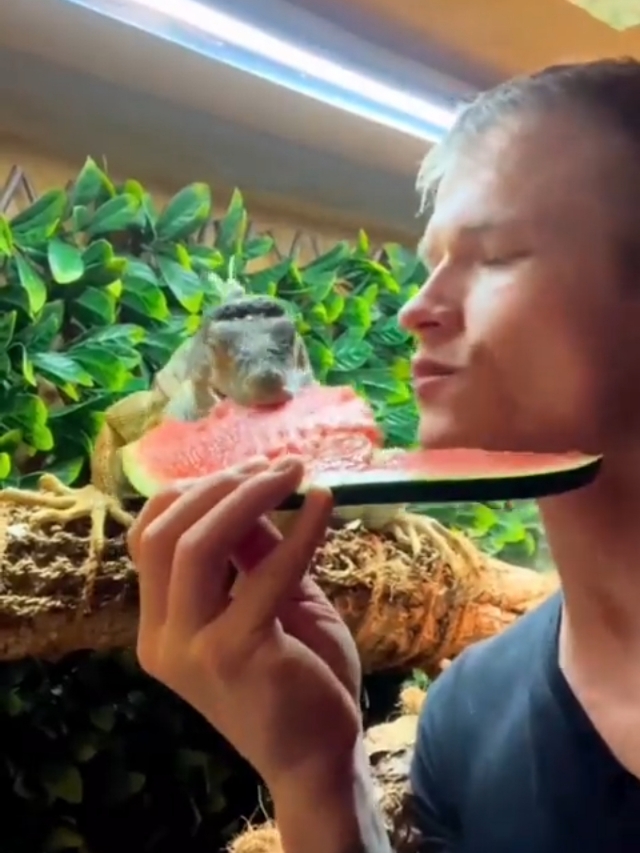 Pet Iguana Eating Watermelon with Owner