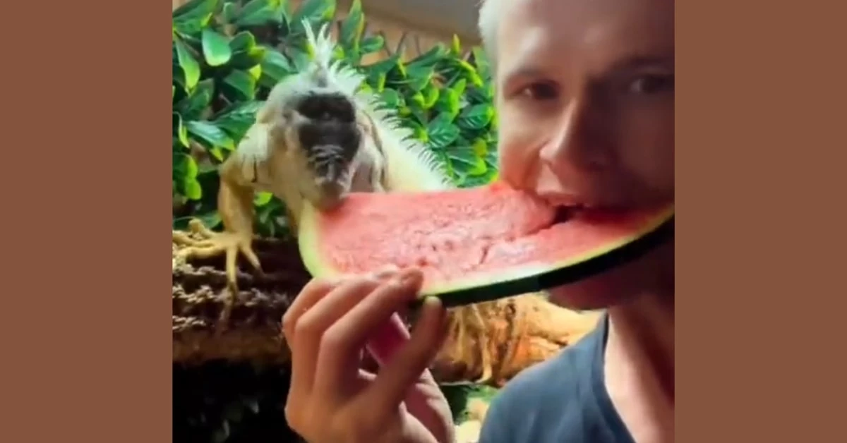Viral Video: Pet Iguana Eating Watermelon with Owner