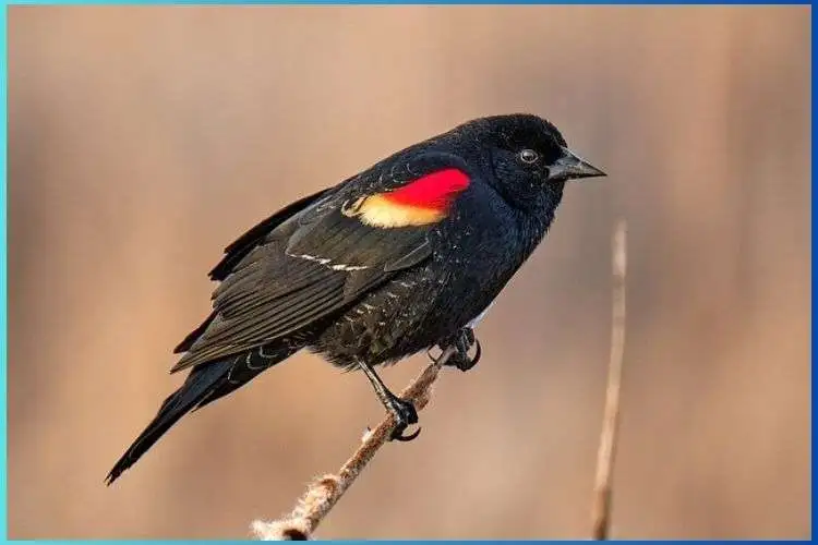 Red-Winged Blackbird