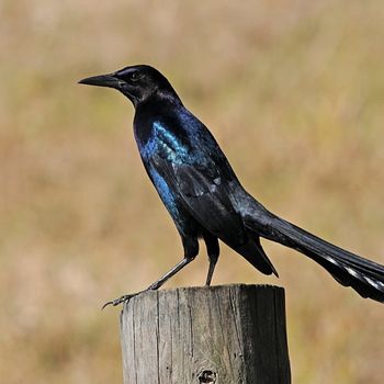 The boat-tailed grackle bird