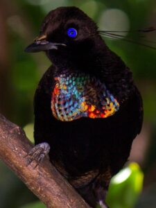 Top 10 Black Bird Species