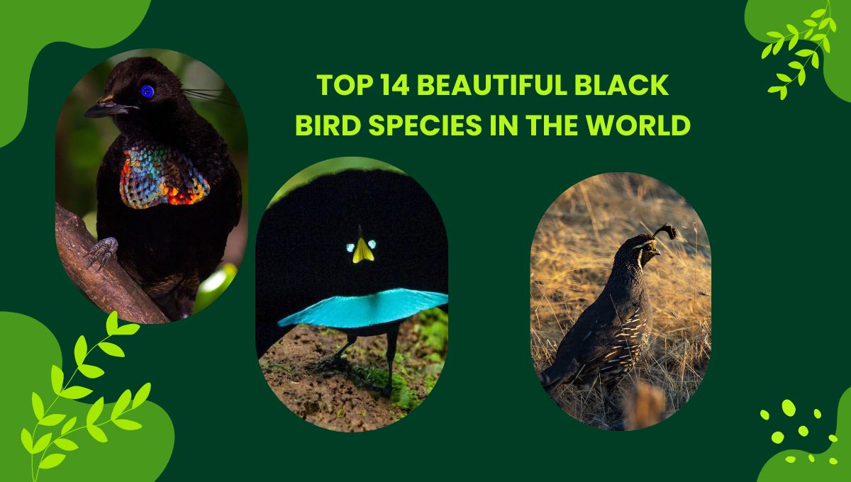 Top 14 Beautiful Black Bird Species in The World
