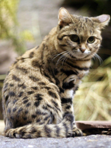 Top 8 Deadliest Cat Species