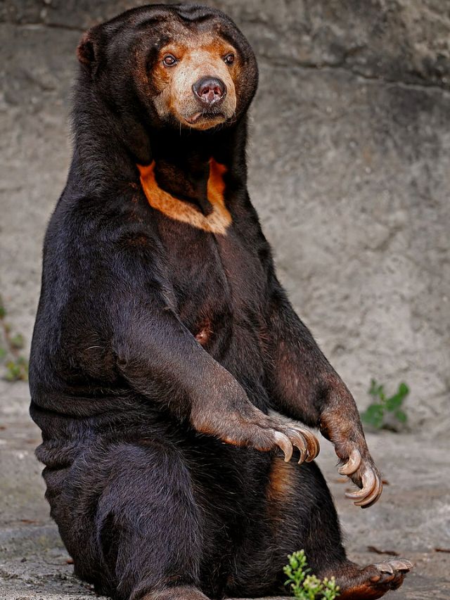 8 Rare Types of Bear