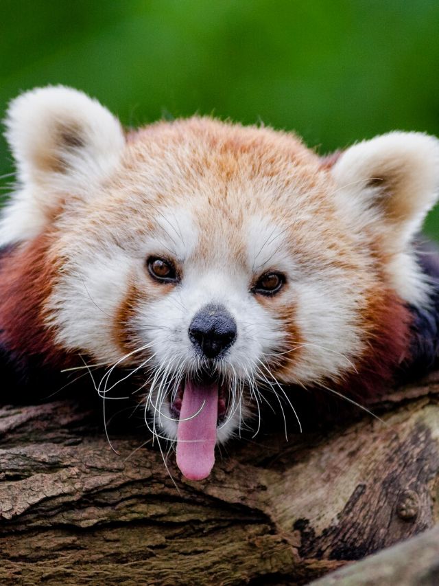 Where can red pandas be seen?