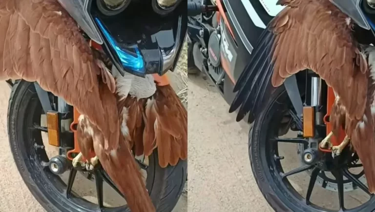 Viral Video: A Bird is Stuck in a Running bike and a Biker is busy making a video