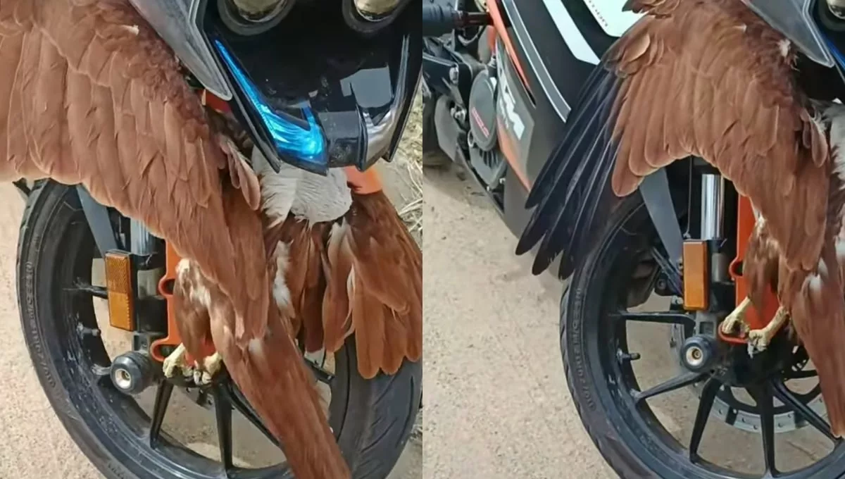 a bird is stuck in a running bike