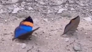 Viral Video: Butterfly or a Dead Leaf? You will amaze to see the video