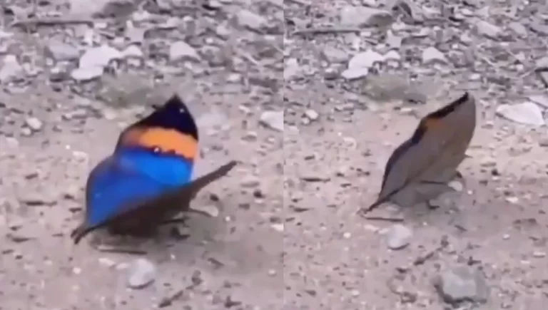 Viral Video: Butterfly or a Dead Leaf? You will amaze to see the video