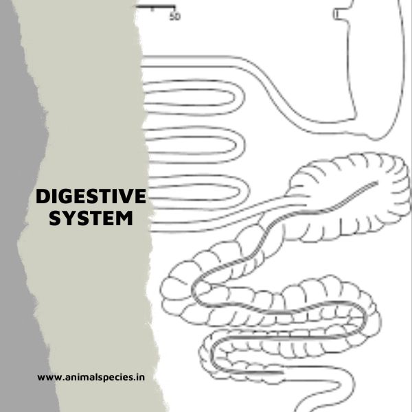 Elephant Digestive System