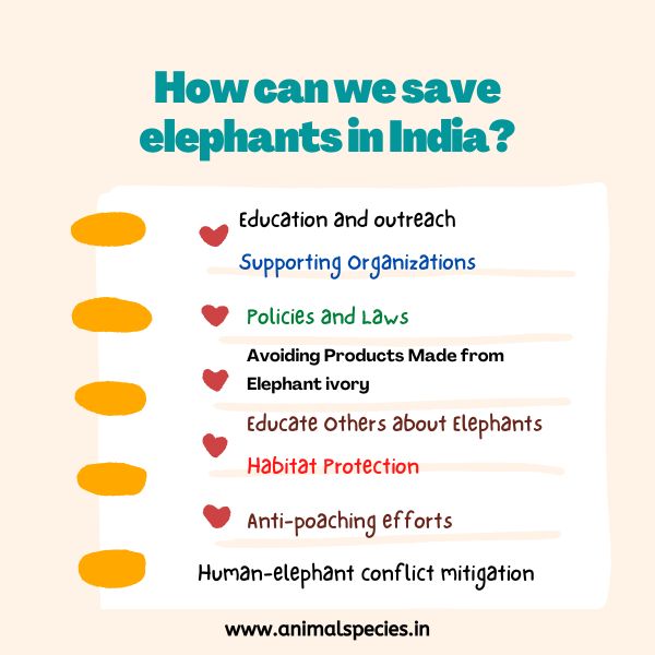 How can we save elephants in India