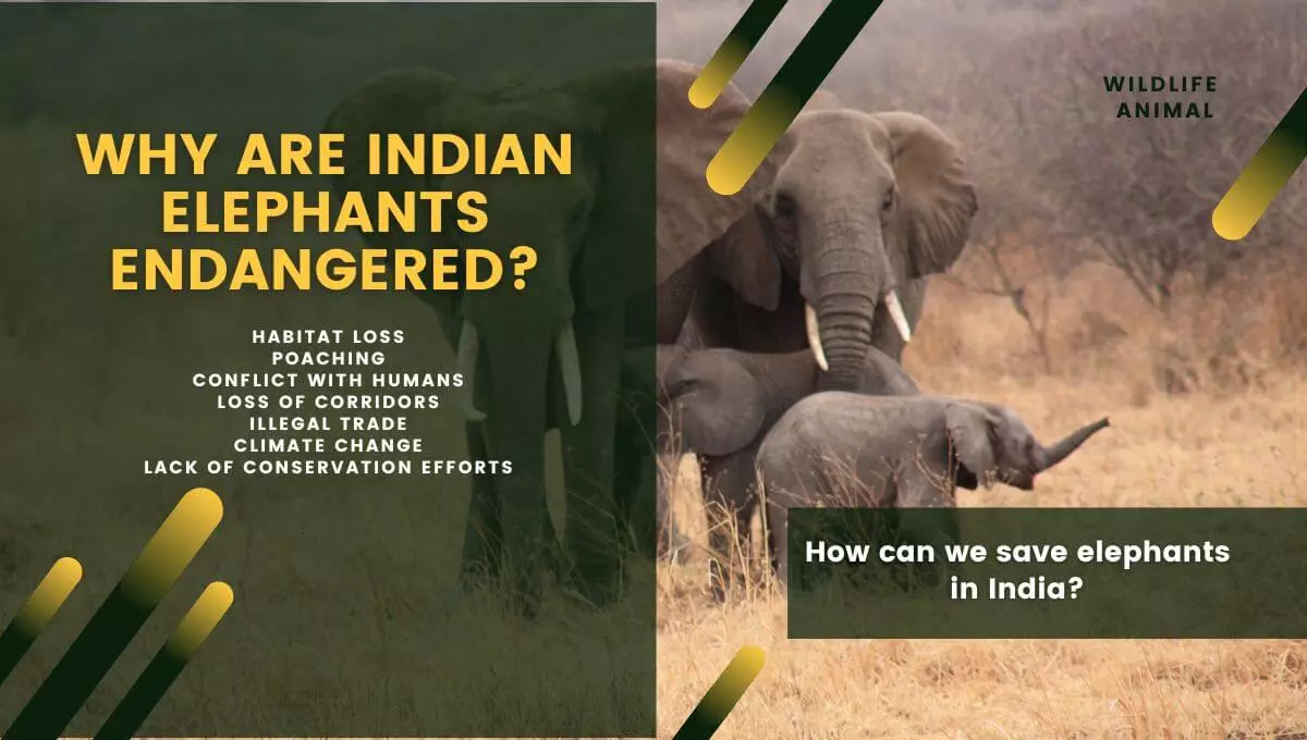 Why are Indian Elephants Endangered?